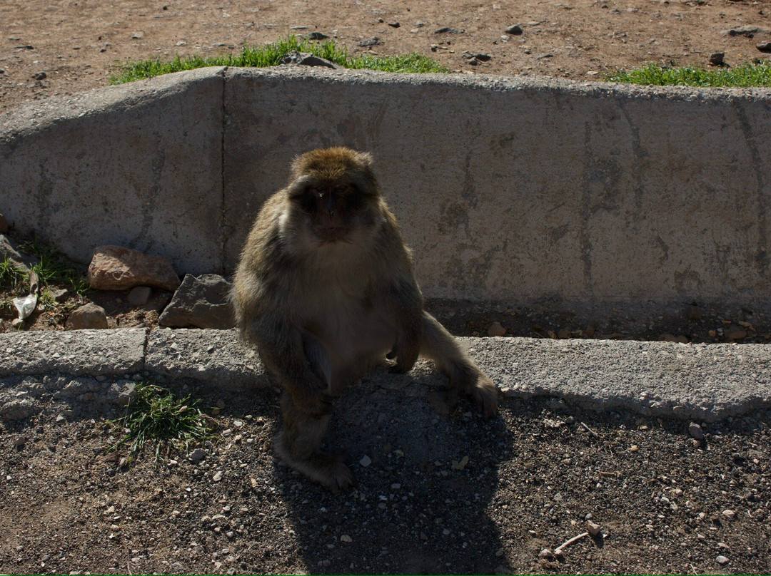 Azrou Cedar Forest-Azrou必去景点