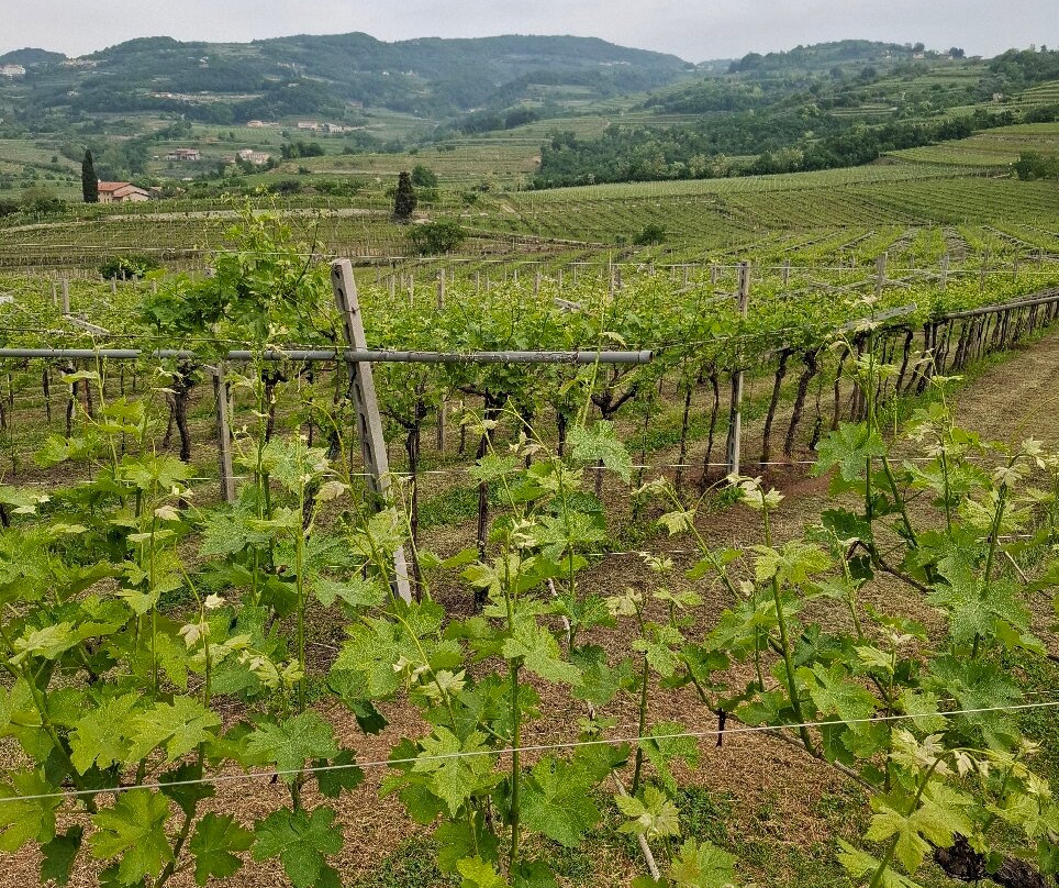 Le Bignele Winery景点图片