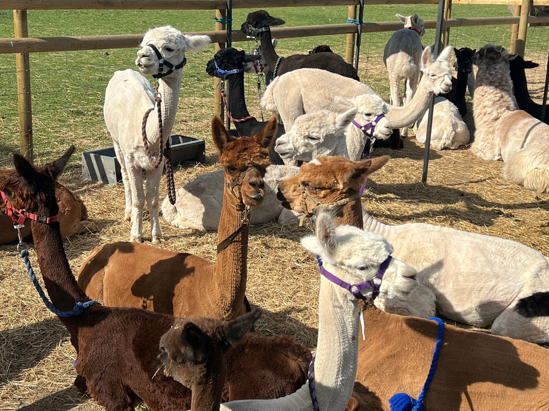 Hensting Alpacas-伊斯特利必去景点