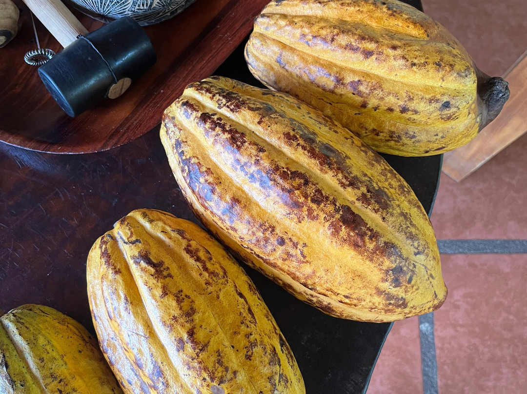 Two Little Monkeys Chocolate Tour-福德圣卡洛斯必去景点