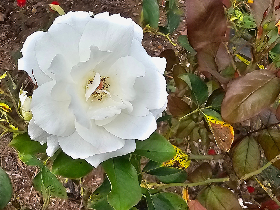 Hills Of Gold Motel主图