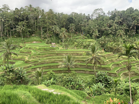 Bali 4U Tours-沙努尔必去景点