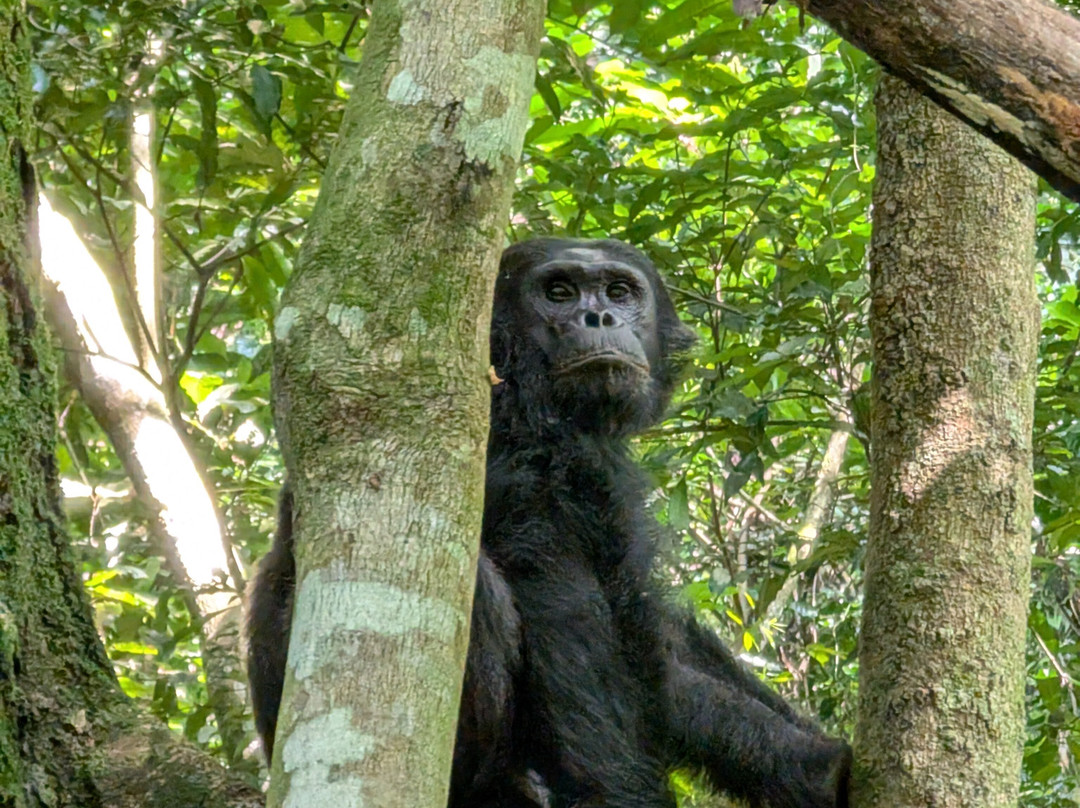Nyungwe National Park - Rwanda景点图片