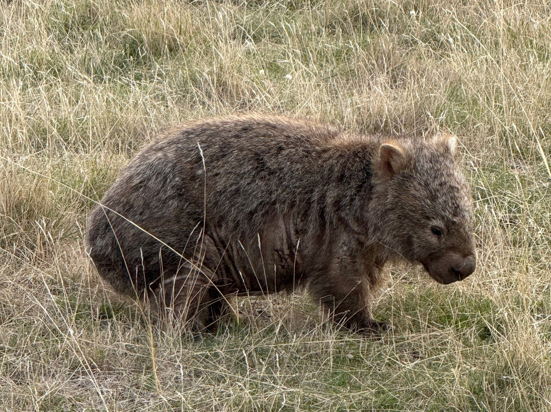 Tasmanian Expeditions-Invermay必去景点