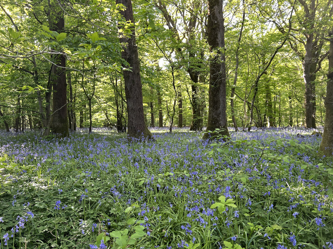 Arlington Bluebell Walk景点图片