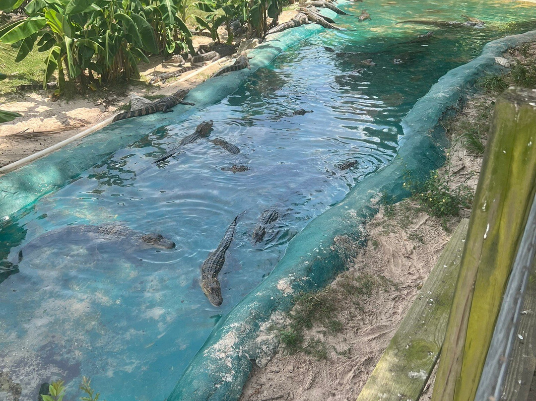 Alligator Alley-Summerdale必去景点