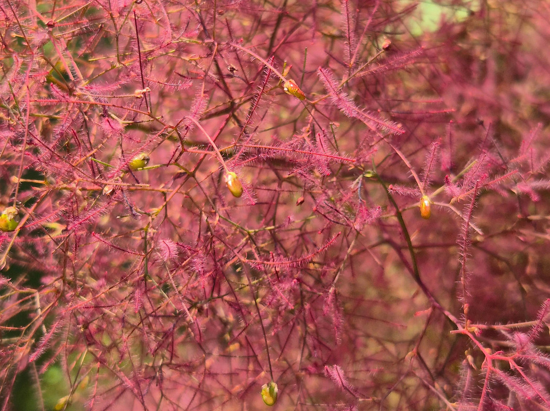 Jardin La Terre Pimprenelle景点图片