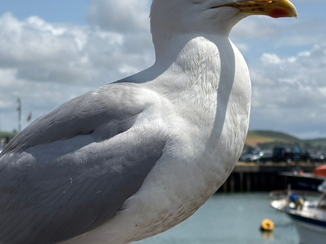 Padstow Harbour-帕兹托必去景点