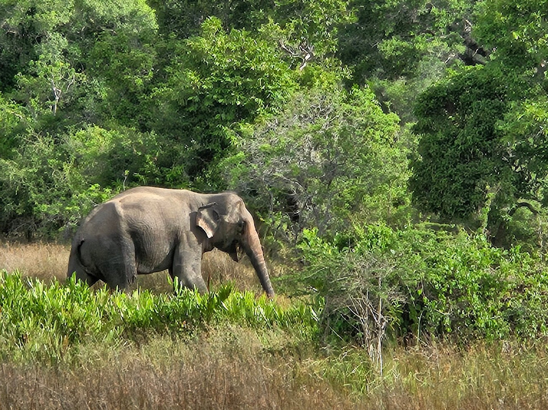 Wilpattu Safari Jeep景点图片
