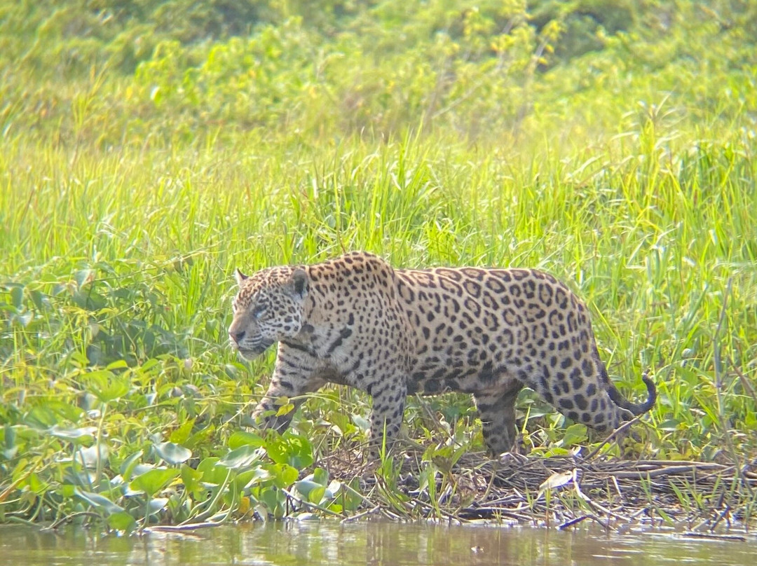 Jaguar Photo Expeditions-Varzea Grande必去景点