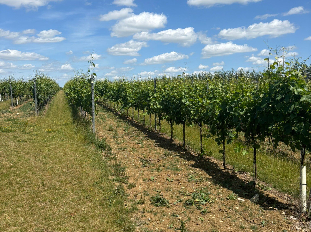 Burnt House Vineyard-斯托马基特必去景点