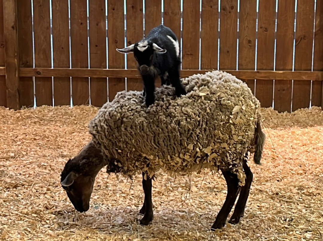 Sustainable Safari-Maplewood必去景点