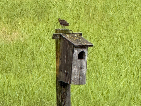 Birdwatching Helsinki-赫尔辛基必去景点