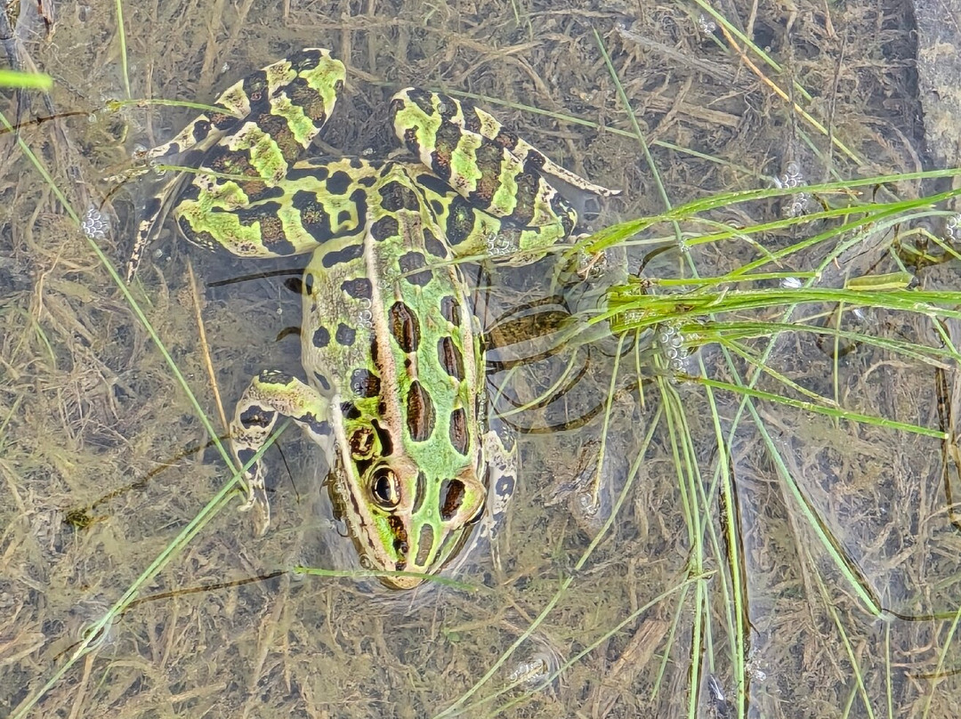 New England Bird Tours