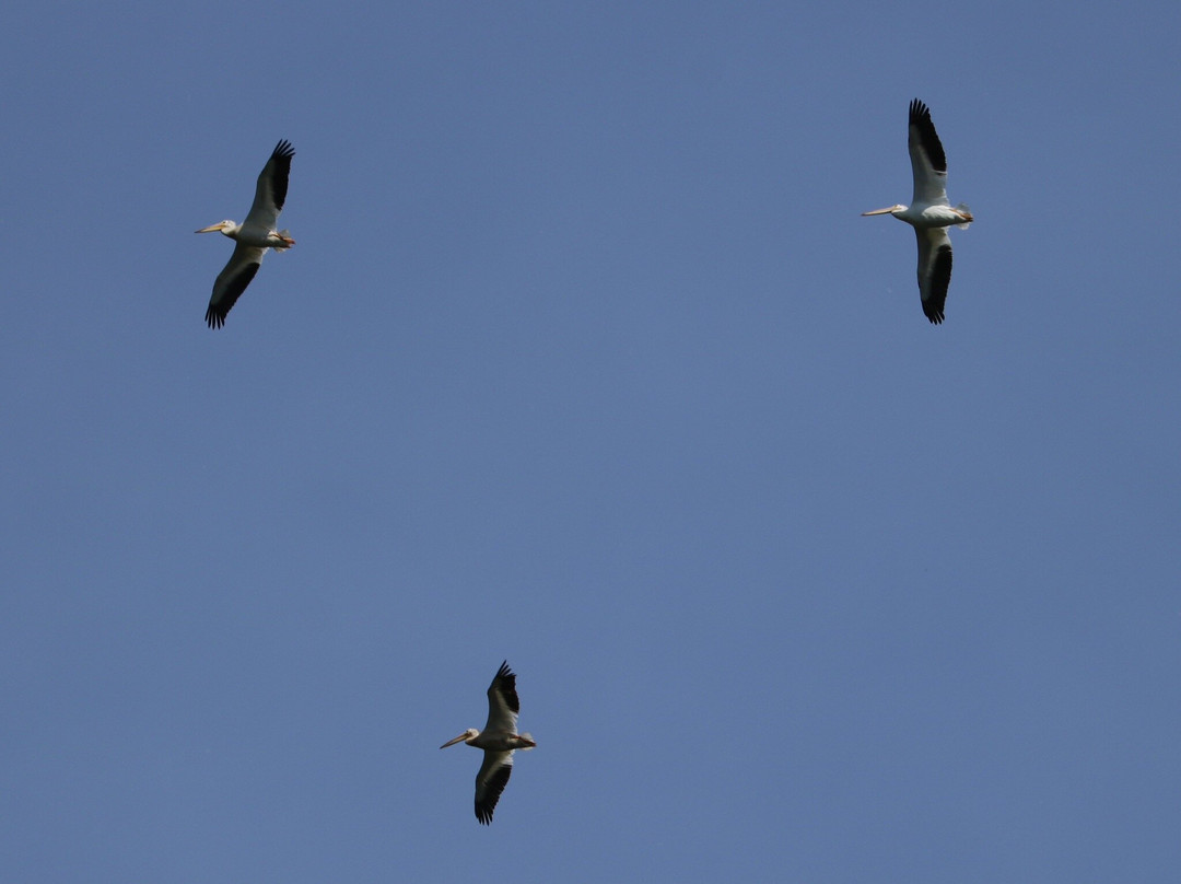 Barkhausen Waterfowl Preserve-Suamico必去景点