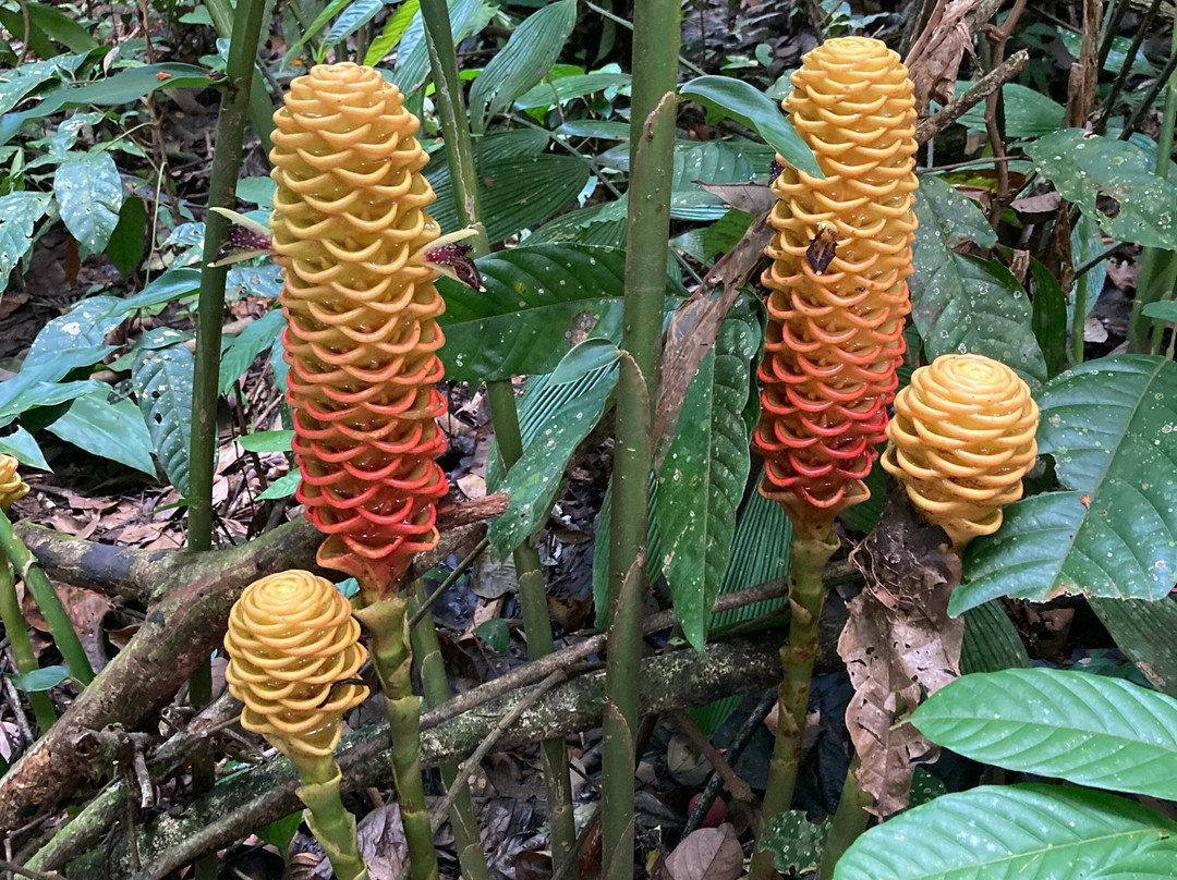 Mariposario Alas del Destino-圣卡洛斯必去景点