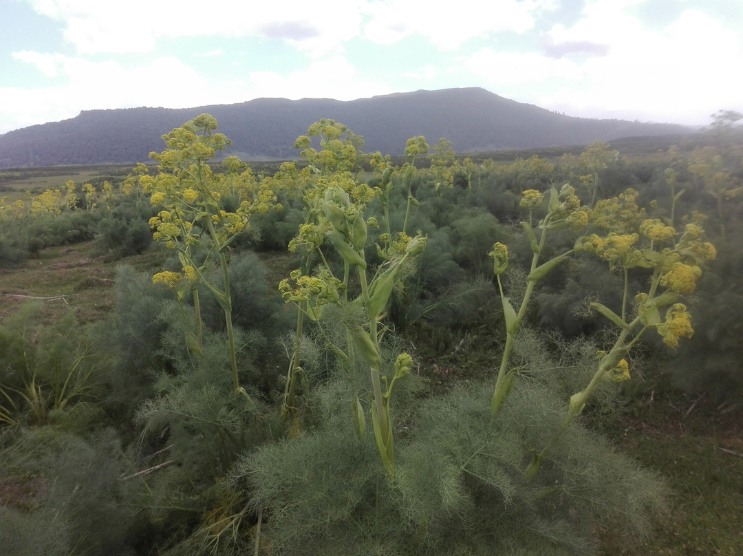 Bale Mountains Outstanding Tours-亚的斯亚贝巴必去景点