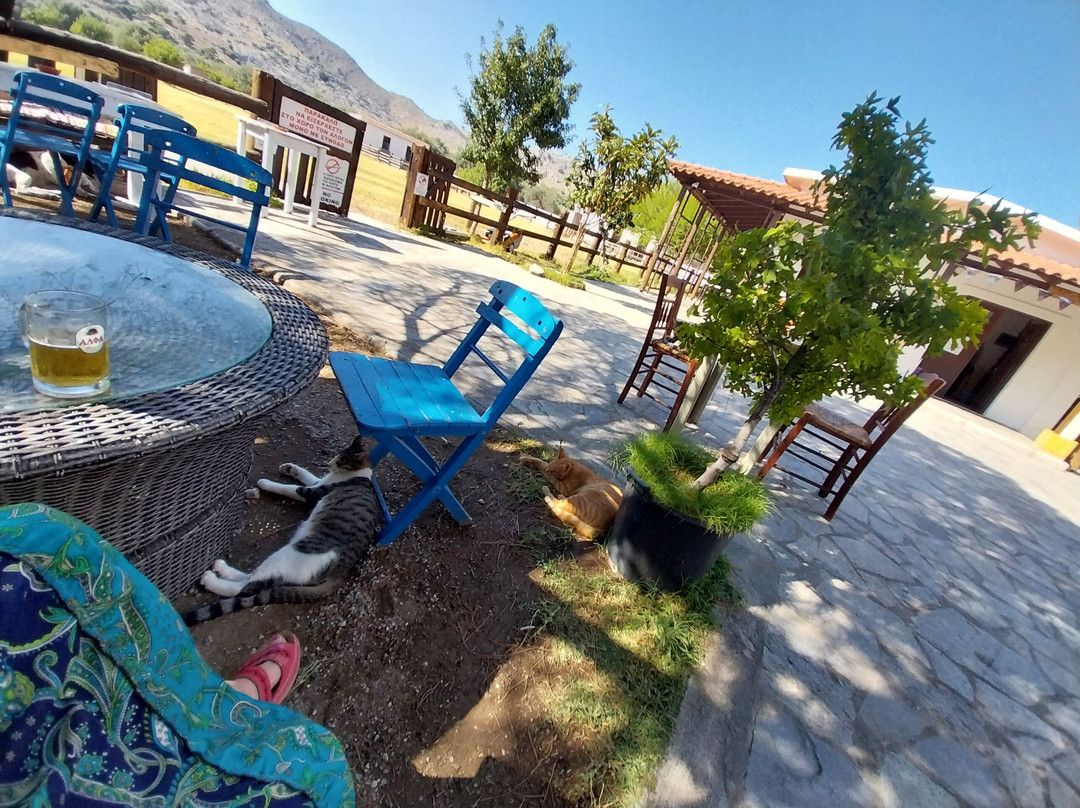 Faethon Miniature Horses Farm-Archangelos必去景点