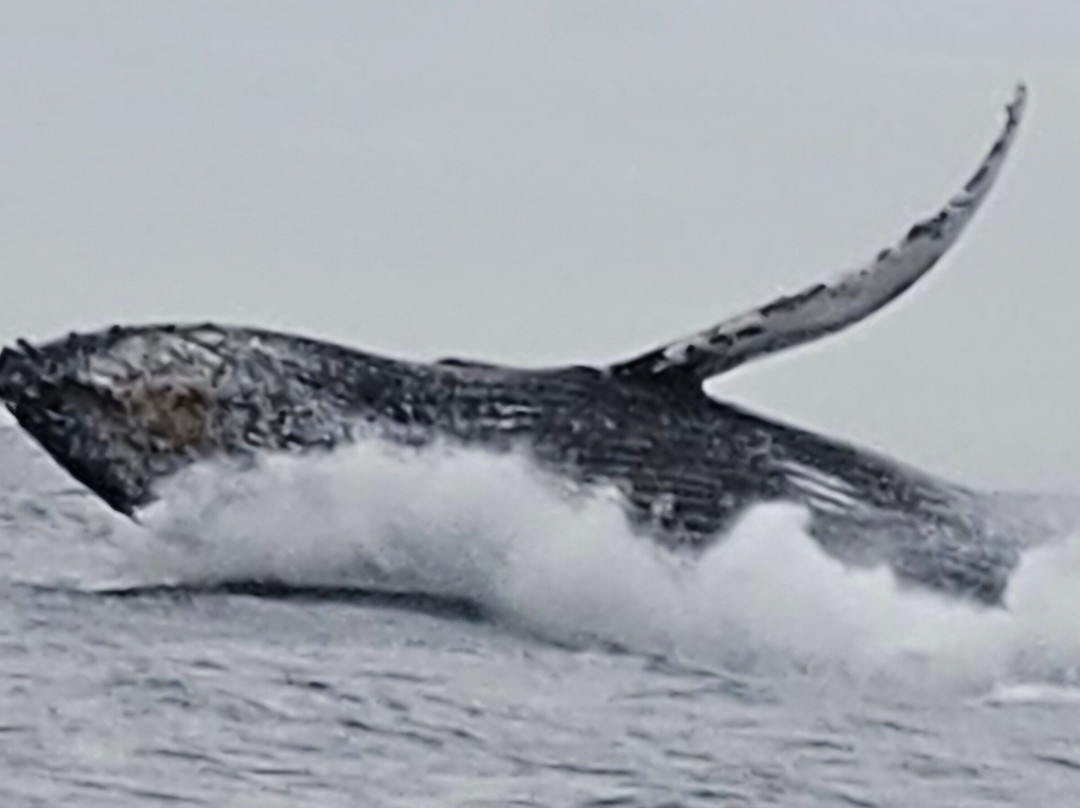 Wild Byron-拜伦湾必去景点