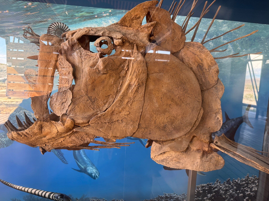 Big Bend National Park - Fossil Bone Exhibit-大弯国家公园必去景点