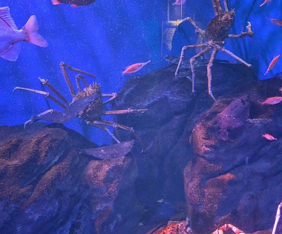 Sendai Uminomori Aquarium-仙台市必去景点