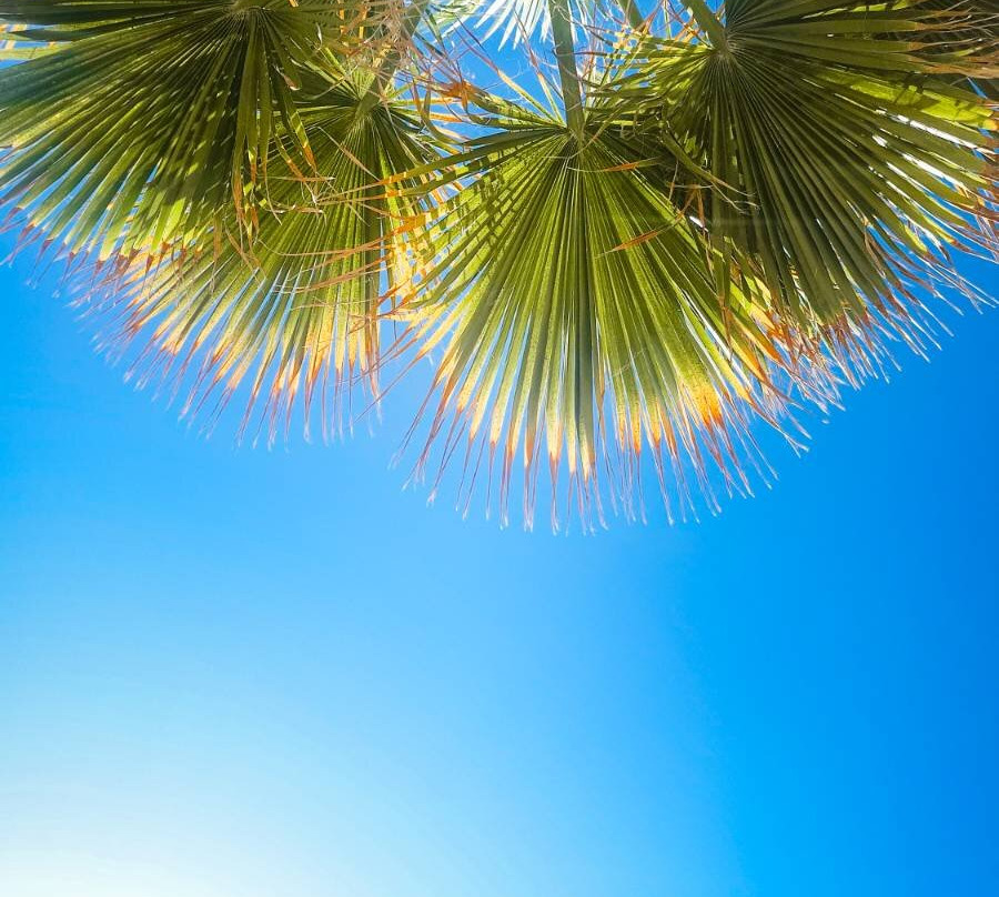 Pnoé Breathing Life主图