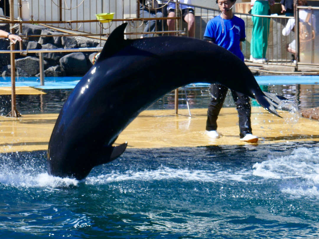 Echizen Matsushima Aquarium-坂井市必去景点