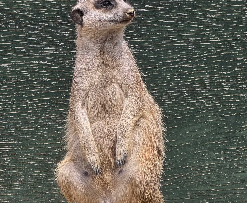 Jardin Zoologique Tropical-La Londe Les Maures必去景点