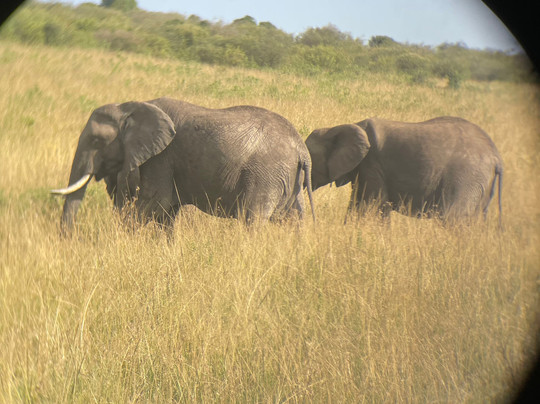 Grivet Tours And Safaris-马林地必去景点