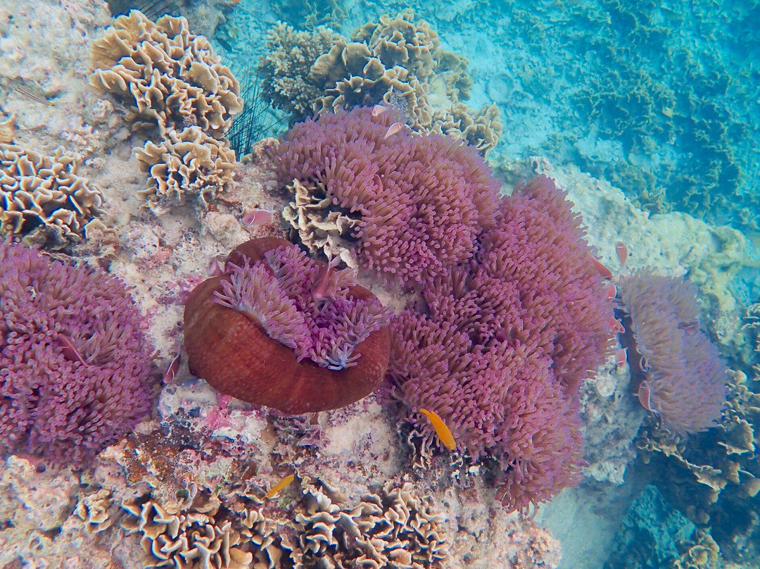 猴子鲜花别墅酒店主图