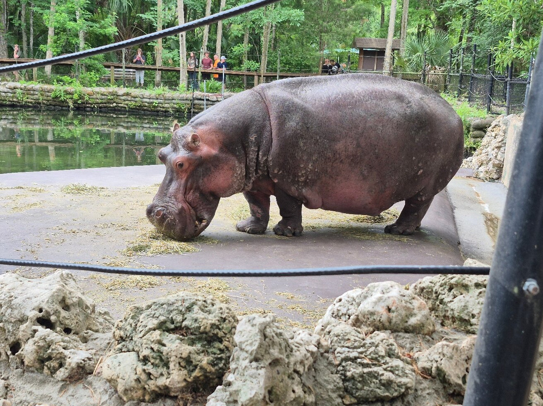 Homosassa springs wildlife park-Homosassa Springs必去景点