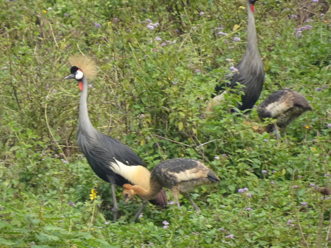 Lake Bunyonyi-卡巴莱必去景点
