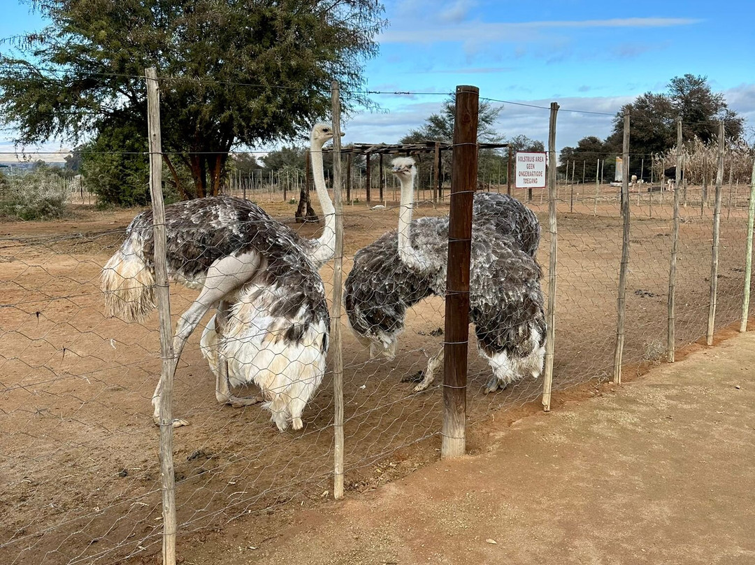 Safari Ostrich Farm-奥兹洪必去景点