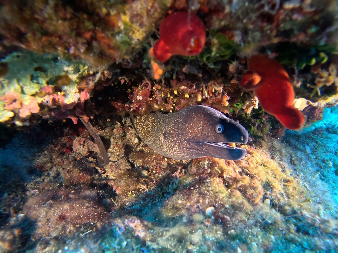 Nero Sport Diving Center-利姆尼科利必去景点