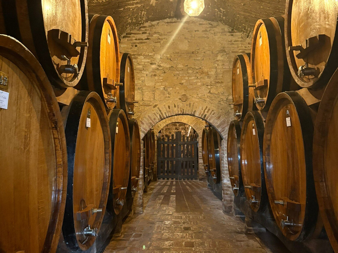 Contucci Cantine-蒙特普尔恰诺必去景点