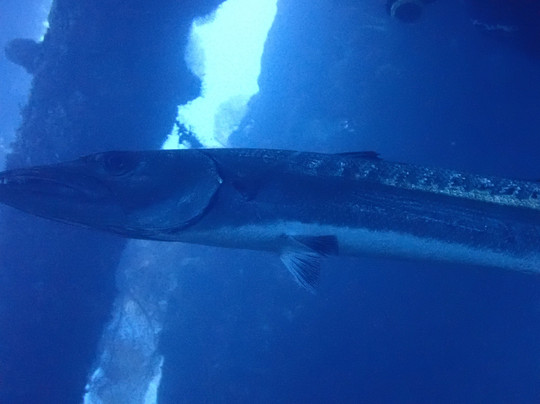 Intrinity Divers-长谷必去景点