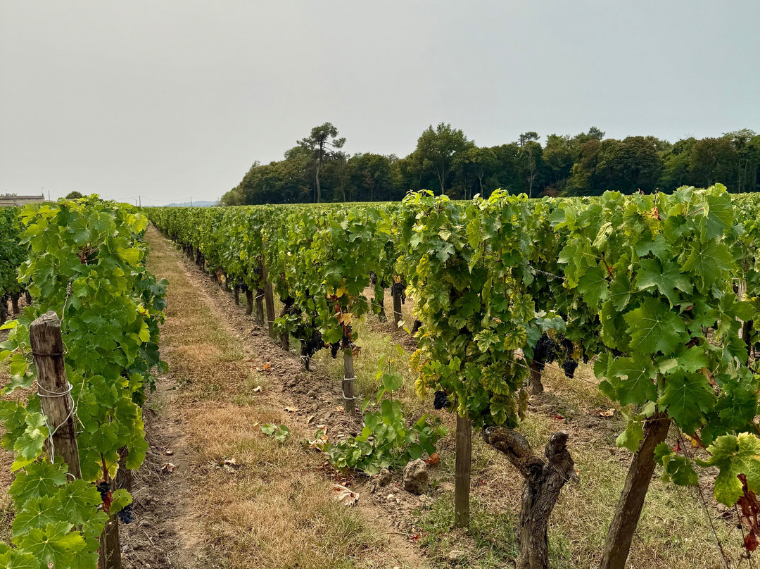 Chàteau Haute-Nauve-Saint-Laurent-des-Combes必去景点