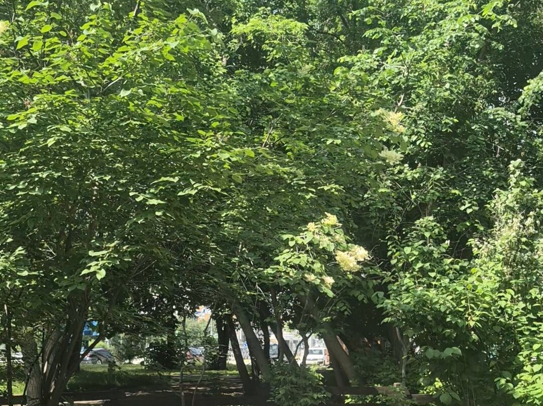 Berezovaya Roshha Park-新西伯利亚必去景点