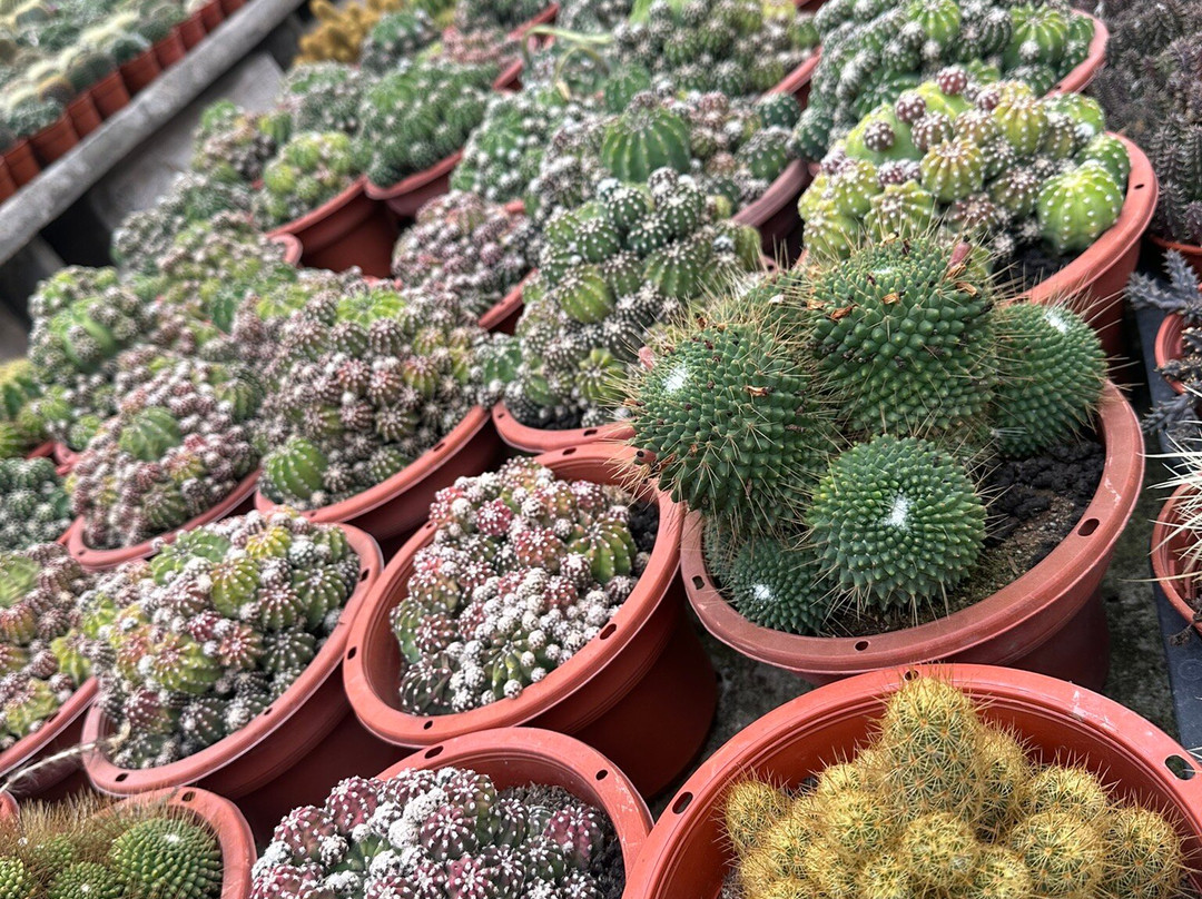 Mpv Kl Transporter-吉隆坡必去景点