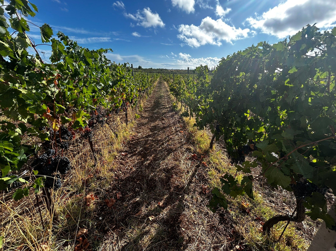 BARAKA Winery-希贝尼克必去景点