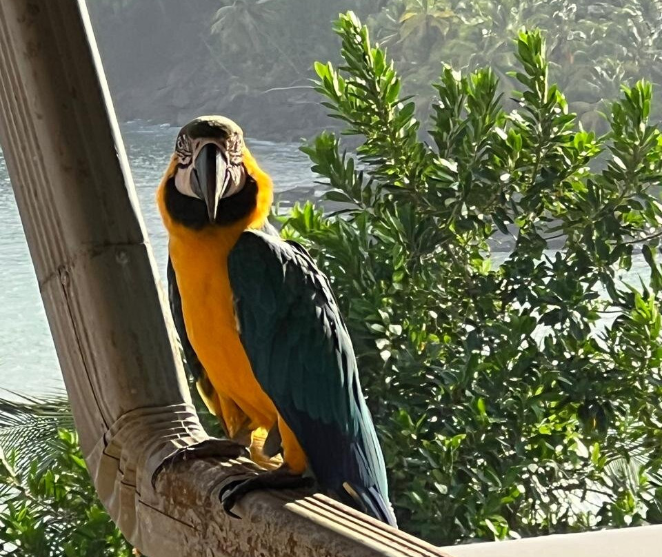 Hôtel Iles du Salut主图