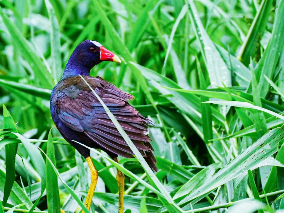Alejandro Chaves Viquez Tour Guide-圣何塞必去景点
