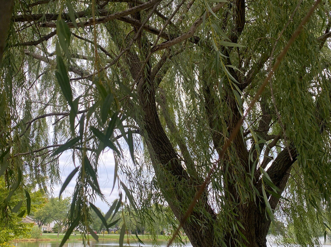 Dolphin Lake Park-Homewood必去景点