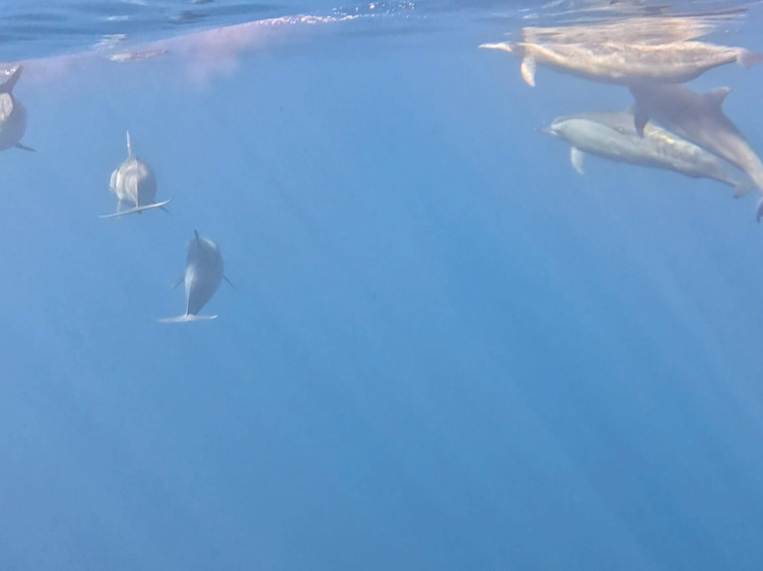 Agus Lovina Dolphin Tour-罗威那海滩必去景点