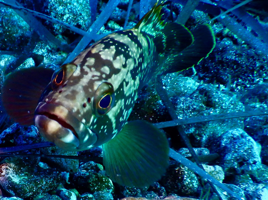 Lustrica diving-Ustica必去景点
