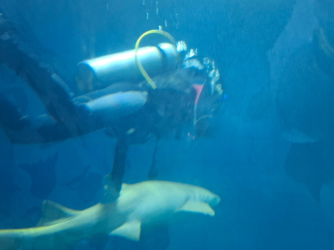 Hurghada Grand Aquarium-赫尔格达必去景点