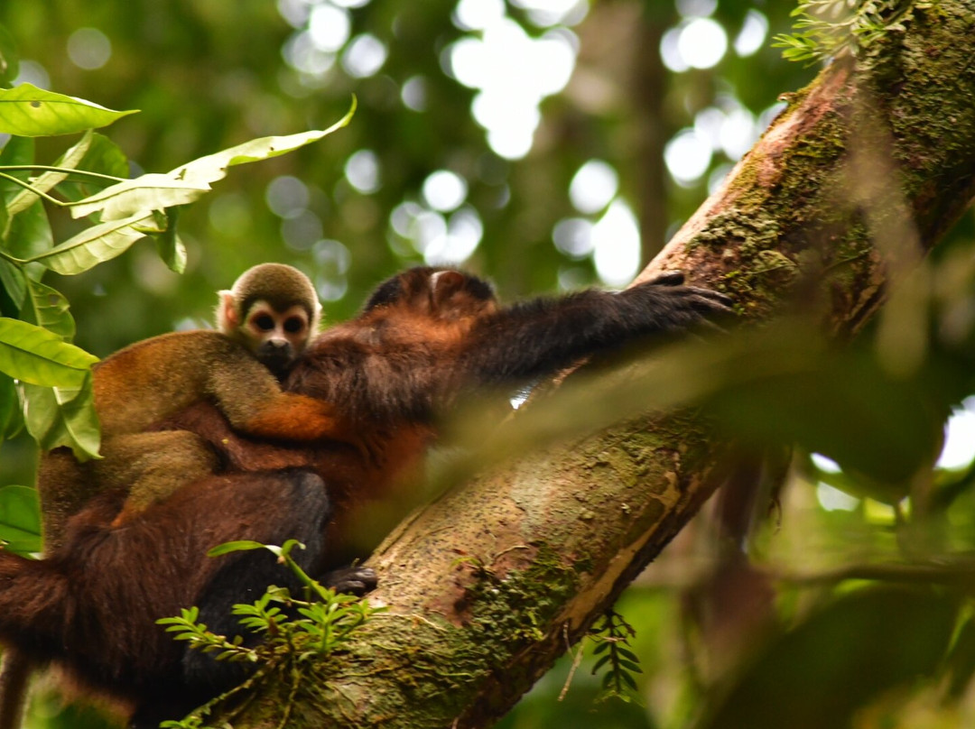 Fundación Maikuchiga-Loreto Mocagua必去景点