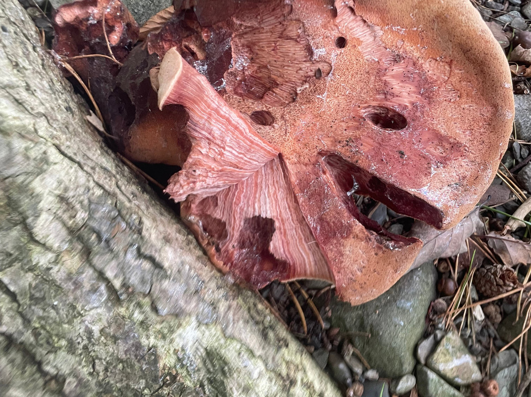 Keswick Canoe and Bushcraft-凯瑟克必去景点