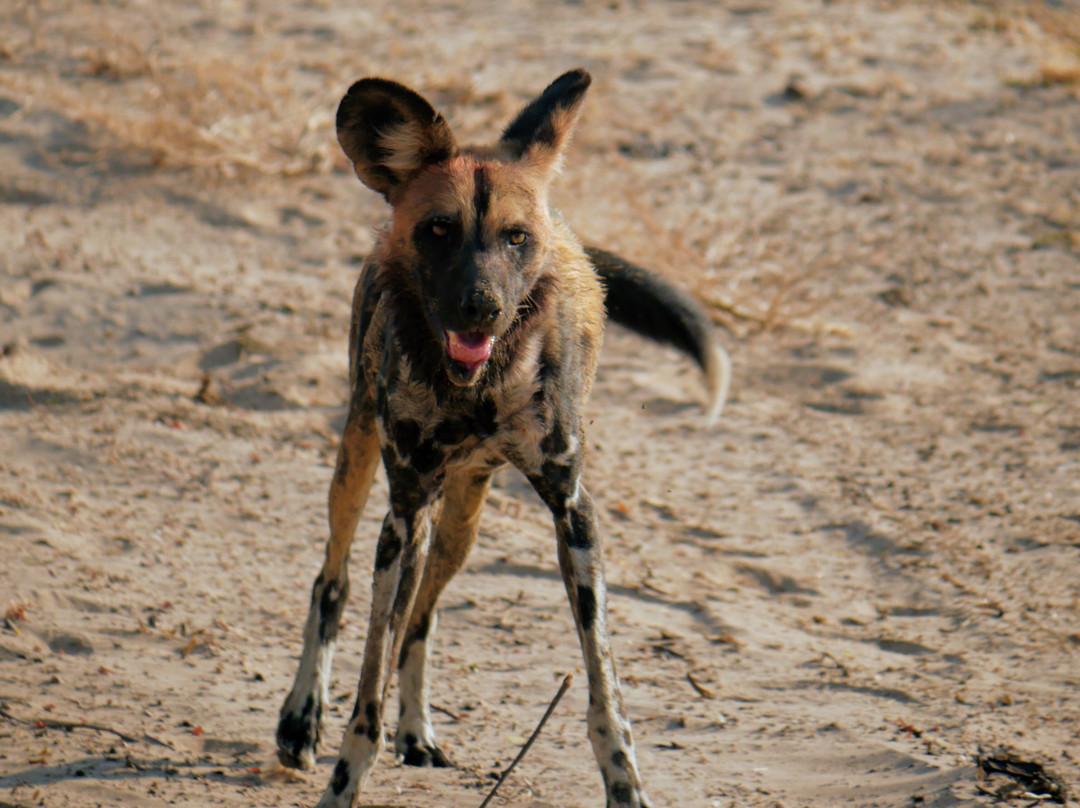 Nyika Discovery Ltd-阿鲁沙必去景点