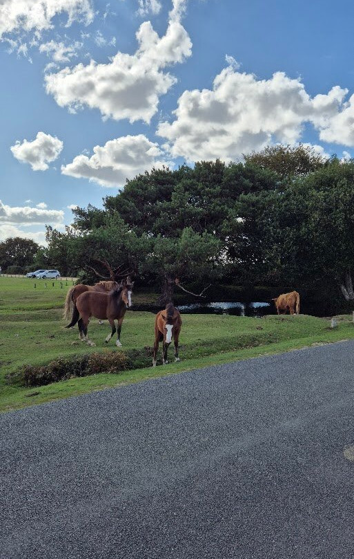 新森林国家公园-林德赫斯特必去景点